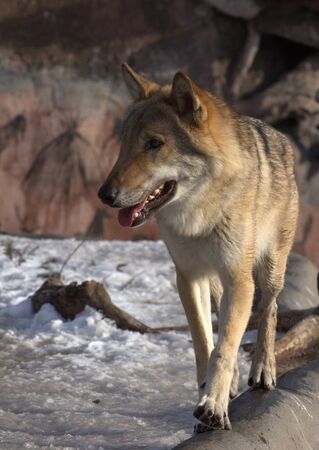 animals zoo, Moscow, Russiaの写真素材