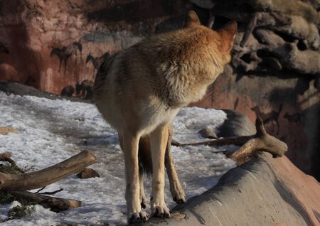 animals zoo, Moscow, Russiaの写真素材
