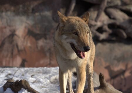 animals zoo, Moscow, Russiaの写真素材