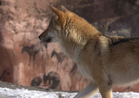 animals zoo, Moscow, Russiaの写真素材