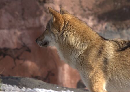 animals zoo, Moscow, Russiaの写真素材