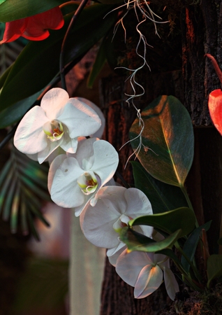 orchid in greenhouse, Russiaの写真素材