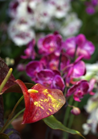 orchid in greenhouse, Russiaの写真素材