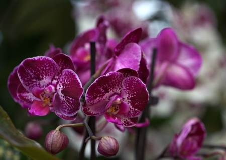 orchid in greenhouse, Russiaの写真素材