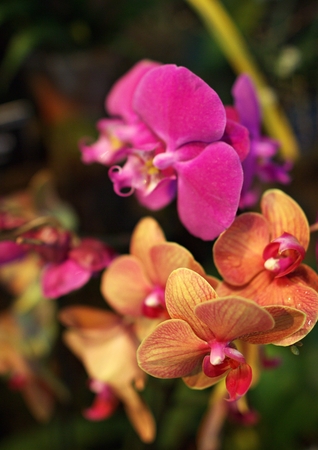 orchid in greenhouse, Russiaの写真素材