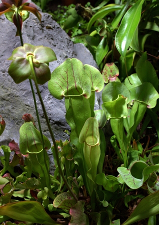 plants in greenhouse, Moscow, Russiaの写真素材