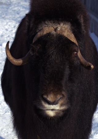 animals zoo, Moscow, Russiaの写真素材