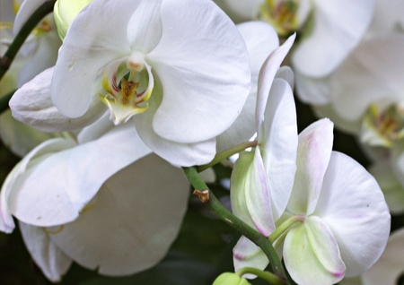orchid in greenhouse, Russiaの写真素材