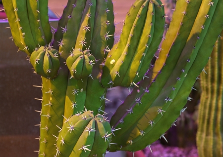 plants in greenhouse, Moscow, Russiaの写真素材