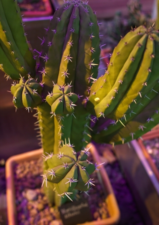 plants in greenhouse, Moscow, Russiaの写真素材