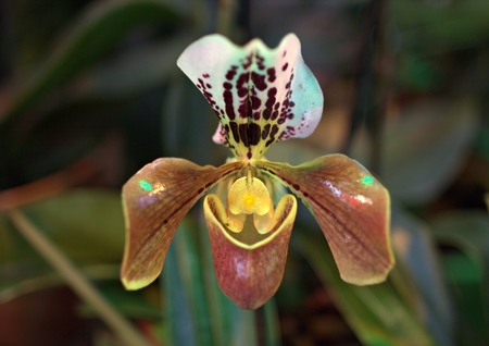 orchid in greenhouse, Russiaの写真素材