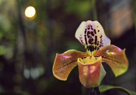 orchid in greenhouse, Russiaの写真素材