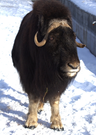 animals zoo, Moscow, Russiaの写真素材