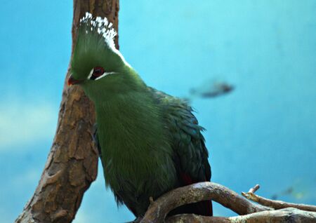 animals zoo, Moscow, Russiaの写真素材