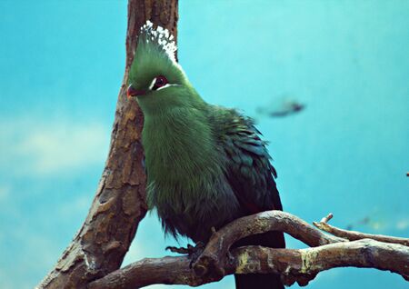 animals zoo, Moscow, Russiaの写真素材