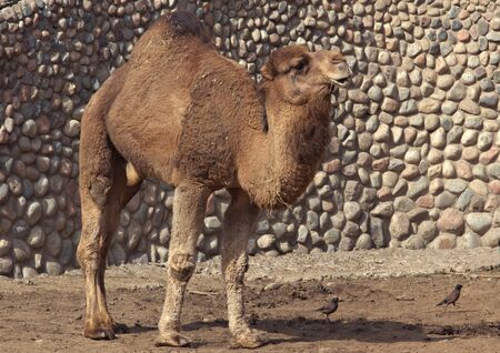zoo animals, Almaty, Kazakhstanの写真素材