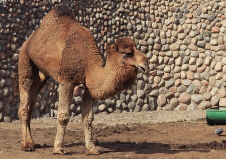 zoo animals, Almaty, Kazakhstanの写真素材