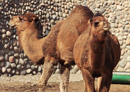 zoo animals, Almaty, Kazakhstanの写真素材