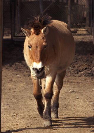 zoo animals, Almaty, Kazakhstanの写真素材