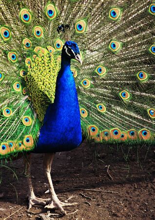 zoo animals, Almaty, Kazakhstanの写真素材