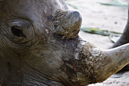zoo animals, Vietnamの写真素材