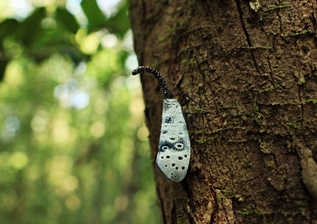 butterfly in jungle, Vietnamの写真素材