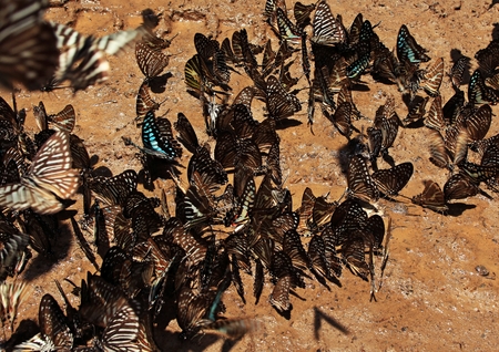 in the jungle, national park, Kat Tien, Vietnamの写真素材
