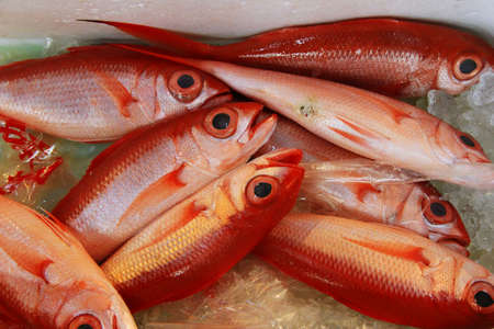 fish in market, Tokyo, Japan