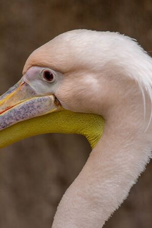 pelicanの写真素材