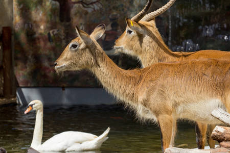 zoo animals