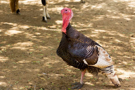 turkeyの写真素材