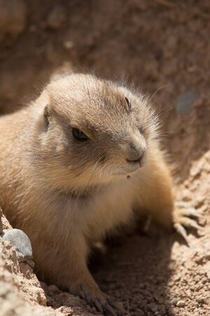 marmotの写真素材