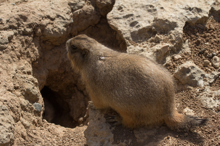marmotの写真素材