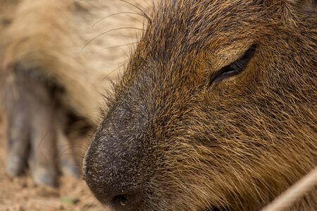 capybaraの写真素材