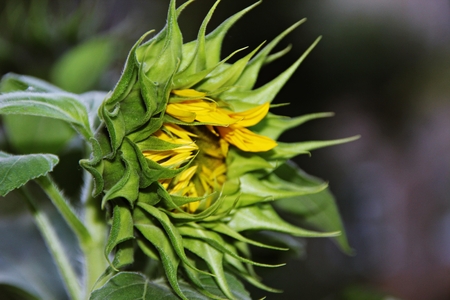 Flower of sunflower close-upの写真素材