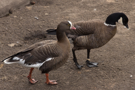 a couple of geese strolling in the parkの写真素材