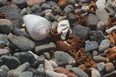 seascape with rocks and shells