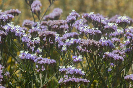 plants and flowers on the coast