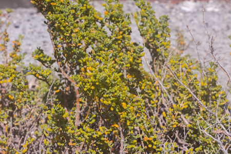 plants and flowers on the coast