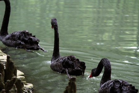 black swans on the pond in the parkの写真素材