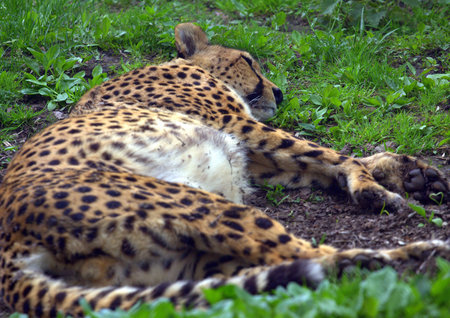 Resting cheetah lying in the parkの写真素材