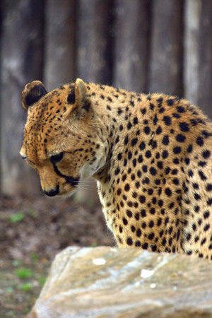Sitting Cheetah in the park