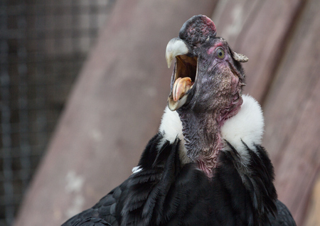 Andean Condor male screamsの写真素材