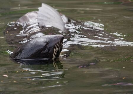 Northern fur seal head and finsの写真素材