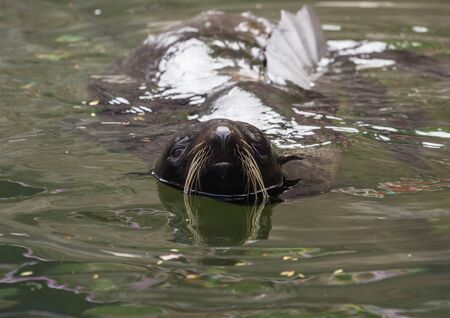 Northern fur seal head and finsの写真素材