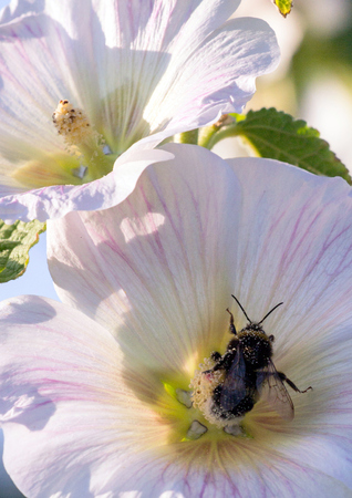 Bumblebee in a mallow flower on a sunny day.の写真素材