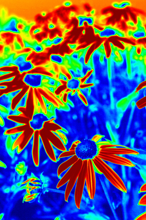 A field full of Echinacea flowers. Yellow flowers. Infrared.の写真素材