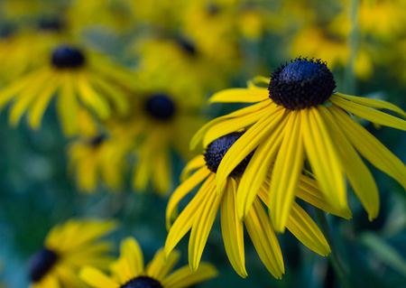 A field full of Echinacea flowers. Yellow flowers.の写真素材