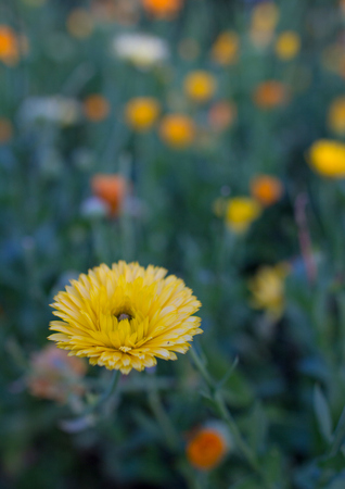 calendula flower in the summer fieldの写真素材