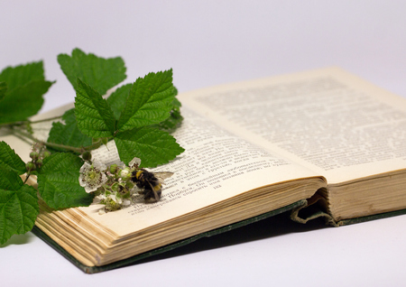 A raspberry branch with a flower with bumblebee on an open book. Still life with an open book of Honore de Balzac, Moscow, Russia, August 17, 2017.の写真素材